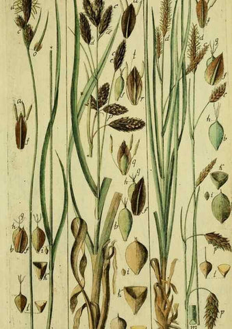 Reproducción/Reproduction 8288468498: Beschreibung und Abbildung der theils bekannten, theils noch nicht beschriebenen Arten von Riedgräsern,. Wittenberg,1801-1806.