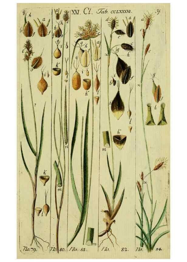 Reproducción/Reproduction 8288469516: Beschreibung und Abbildung der theils bekannten, theils noch nicht beschriebenen Arten von Riedgräsern,. Wittenberg,1801-1806.