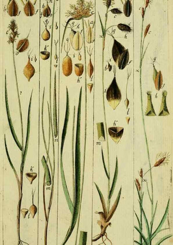 Reproducción/Reproduction 8288469516: Beschreibung und Abbildung der theils bekannten, theils noch nicht beschriebenen Arten von Riedgräsern,. Wittenberg,1801-1806.
