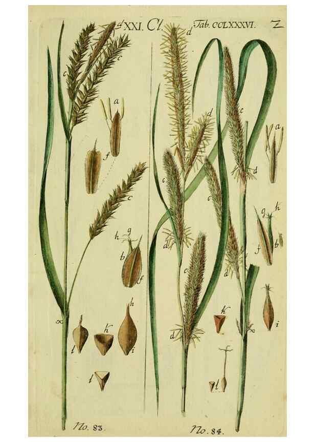 Reproducción/Reproduction 8287410859: Beschreibung und Abbildung der theils bekannten, theils noch nicht beschriebenen Arten von Riedgräsern,. Wittenberg,1801-1806.
