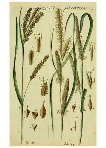 Reproducción/Reproduction 8287410859: Beschreibung und Abbildung der theils bekannten, theils noch nicht beschriebenen Arten von Riedgräsern,. Wittenberg,1801-1806.