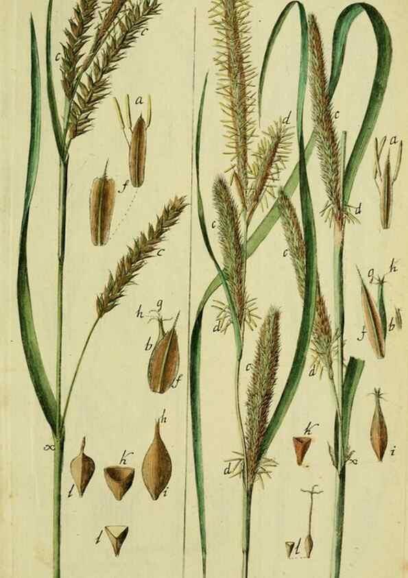 Reproducción/Reproduction 8287410859: Beschreibung und Abbildung der theils bekannten, theils noch nicht beschriebenen Arten von Riedgräsern,. Wittenberg,1801-1806.