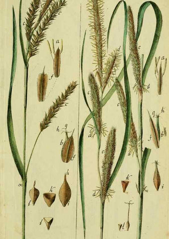 Reproducción/Reproduction 8287410859: Beschreibung und Abbildung der theils bekannten, theils noch nicht beschriebenen Arten von Riedgräsern,. Wittenberg,1801-1806.
