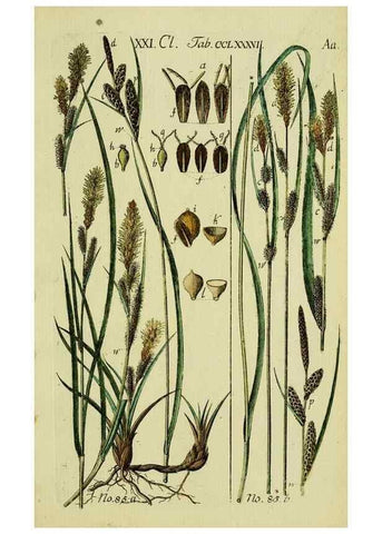 Reproducción/Reproduction 8287412157: Beschreibung und Abbildung der theils bekannten, theils noch nicht beschriebenen Arten von Riedgräsern,. Wittenberg,1801-1806.