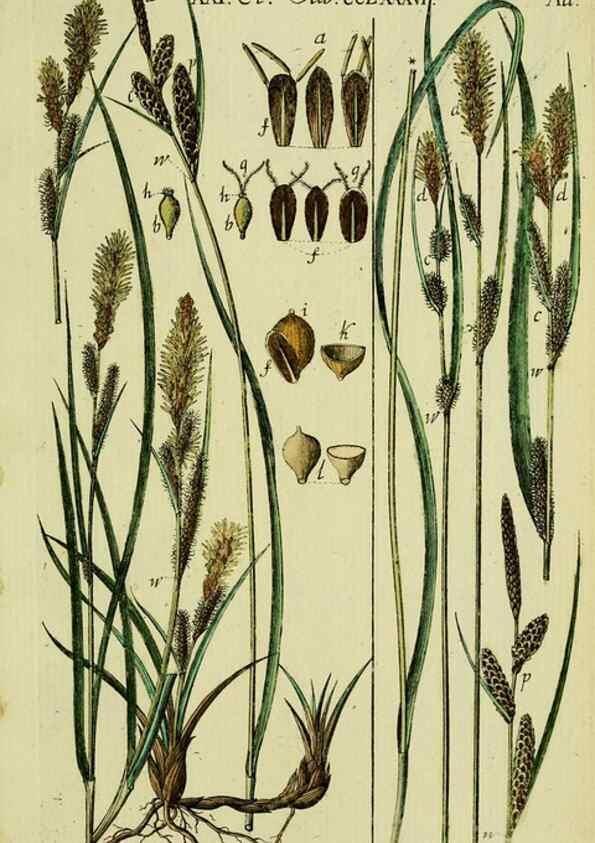 Reproducción/Reproduction 8287412157: Beschreibung und Abbildung der theils bekannten, theils noch nicht beschriebenen Arten von Riedgräsern,. Wittenberg,1801-1806.
