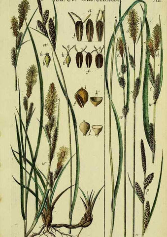 Reproducción/Reproduction 8287412157: Beschreibung und Abbildung der theils bekannten, theils noch nicht beschriebenen Arten von Riedgräsern,. Wittenberg,1801-1806.