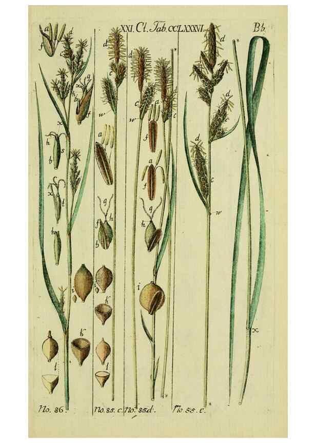 Reproducción/Reproduction 8288472636: Beschreibung und Abbildung der theils bekannten, theils noch nicht beschriebenen Arten von Riedgräsern,. Wittenberg,1801-1806.