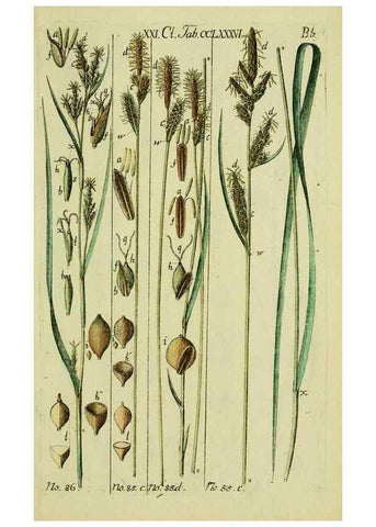 Reproducción/Reproduction 8288472636: Beschreibung und Abbildung der theils bekannten, theils noch nicht beschriebenen Arten von Riedgräsern,. Wittenberg,1801-1806.