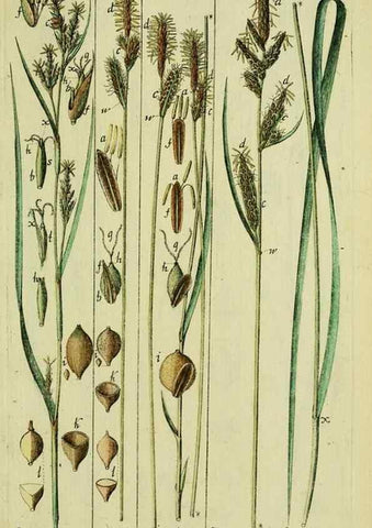 Reproducción/Reproduction 8288472636: Beschreibung und Abbildung der theils bekannten, theils noch nicht beschriebenen Arten von Riedgräsern,. Wittenberg,1801-1806.