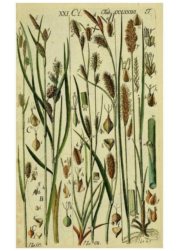 Reproducción/Reproduction 8288464250: Beschreibung und Abbildung der theils bekannten, theils noch nicht beschriebenen Arten von Riedgräsern,. Wittenberg,1801-1806.