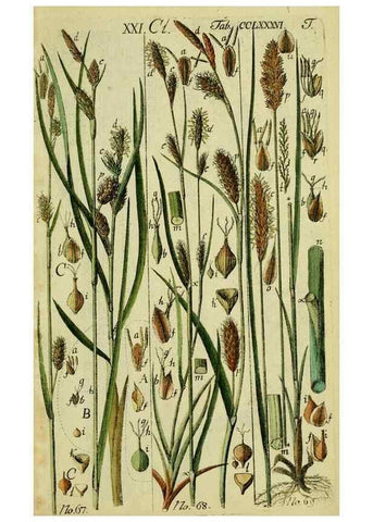 Reproducción/Reproduction 8288464250: Beschreibung und Abbildung der theils bekannten, theils noch nicht beschriebenen Arten von Riedgräsern,. Wittenberg,1801-1806.