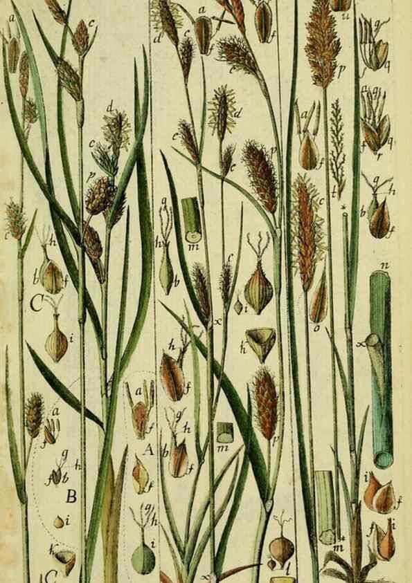 Reproducción/Reproduction 8288464250: Beschreibung und Abbildung der theils bekannten, theils noch nicht beschriebenen Arten von Riedgräsern,. Wittenberg,1801-1806.