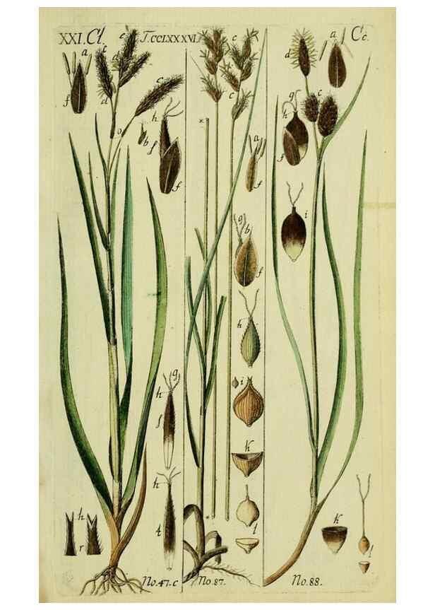 Reproducción/Reproduction 8287414021: Beschreibung und Abbildung der theils bekannten, theils noch nicht beschriebenen Arten von Riedgräsern,. Wittenberg,1801-1806.