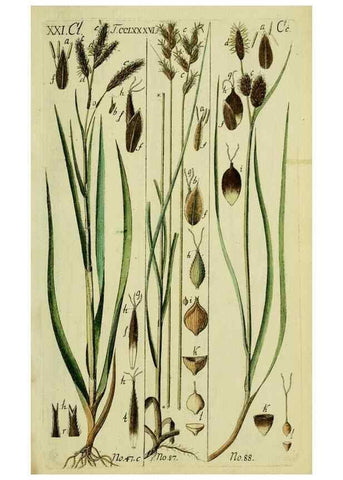 Reproducción/Reproduction 8287414021: Beschreibung und Abbildung der theils bekannten, theils noch nicht beschriebenen Arten von Riedgräsern,. Wittenberg,1801-1806.