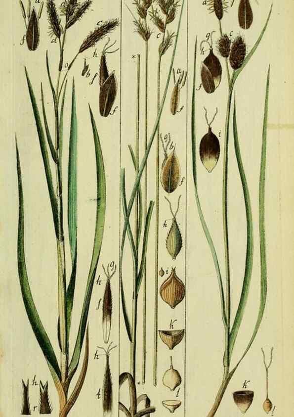 Reproducción/Reproduction 8287414021: Beschreibung und Abbildung der theils bekannten, theils noch nicht beschriebenen Arten von Riedgräsern,. Wittenberg,1801-1806.