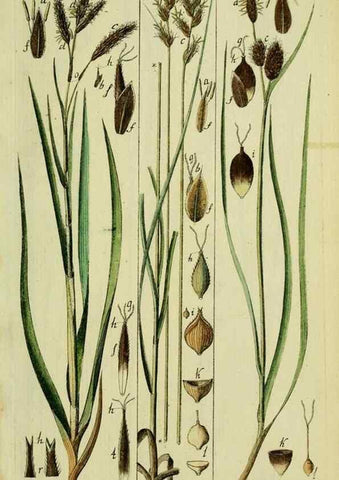Reproducción/Reproduction 8287414021: Beschreibung und Abbildung der theils bekannten, theils noch nicht beschriebenen Arten von Riedgräsern,. Wittenberg,1801-1806.