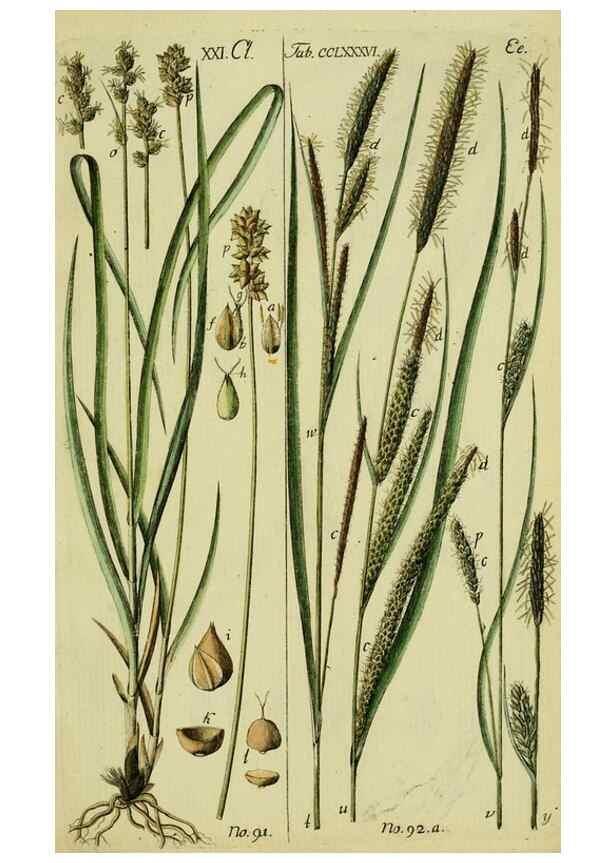 Reproducción/Reproduction 8288475458: Beschreibung und Abbildung der theils bekannten, theils noch nicht beschriebenen Arten von Riedgräsern,. Wittenberg,1801-1806.