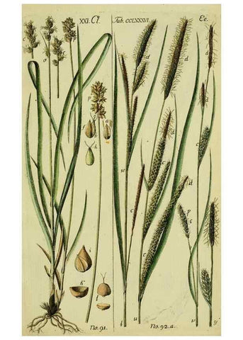Reproducción/Reproduction 8288475458: Beschreibung und Abbildung der theils bekannten, theils noch nicht beschriebenen Arten von Riedgräsern,. Wittenberg,1801-1806.