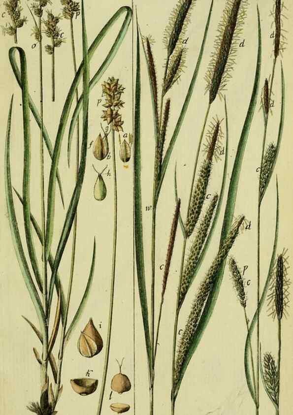 Reproducción/Reproduction 8288475458: Beschreibung und Abbildung der theils bekannten, theils noch nicht beschriebenen Arten von Riedgräsern,. Wittenberg,1801-1806.