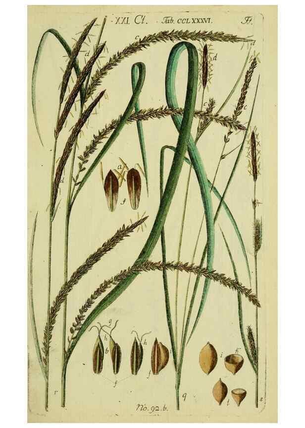 Reproducción/Reproduction 8288476412: Beschreibung und Abbildung der theils bekannten, theils noch nicht beschriebenen Arten von Riedgräsern,. Wittenberg,1801-1806.