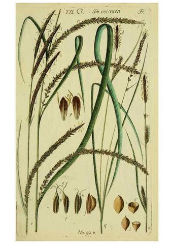 Reproducción/Reproduction 8288476412: Beschreibung und Abbildung der theils bekannten, theils noch nicht beschriebenen Arten von Riedgräsern,. Wittenberg,1801-1806.