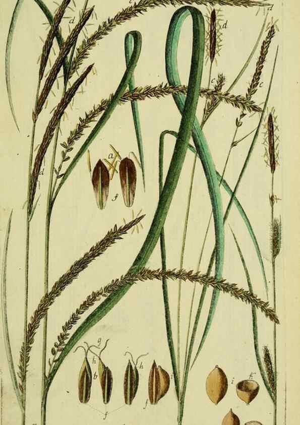 Reproducción/Reproduction 8288476412: Beschreibung und Abbildung der theils bekannten, theils noch nicht beschriebenen Arten von Riedgräsern,. Wittenberg,1801-1806.