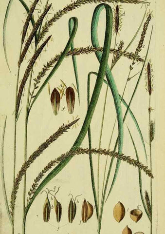 Reproducción/Reproduction 8288476412: Beschreibung und Abbildung der theils bekannten, theils noch nicht beschriebenen Arten von Riedgräsern,. Wittenberg,1801-1806.