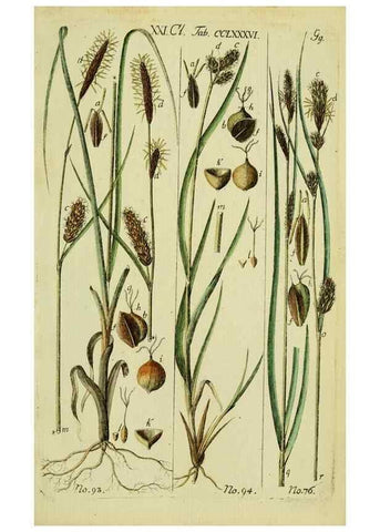 Reproducción/Reproduction 8288477372: Beschreibung und Abbildung der theils bekannten, theils noch nicht beschriebenen Arten von Riedgräsern,. Wittenberg,1801-1806.
