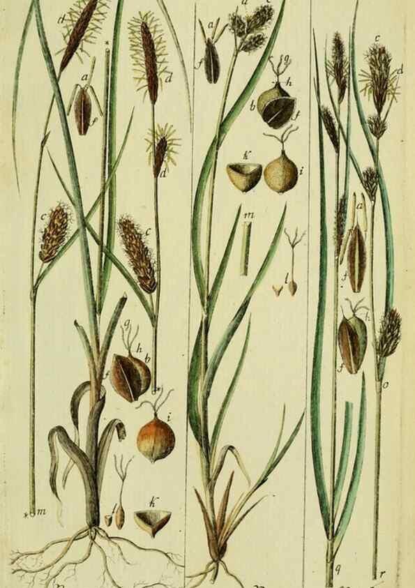 Reproducción/Reproduction 8288477372: Beschreibung und Abbildung der theils bekannten, theils noch nicht beschriebenen Arten von Riedgräsern,. Wittenberg,1801-1806.