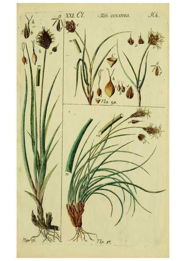 Reproducción/Reproduction 8288478180: Beschreibung und Abbildung der theils bekannten, theils noch nicht beschriebenen Arten von Riedgräsern,. Wittenberg,1801-1806.