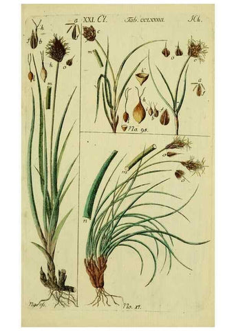 Reproducción/Reproduction 8288478180: Beschreibung und Abbildung der theils bekannten, theils noch nicht beschriebenen Arten von Riedgräsern,. Wittenberg,1801-1806.