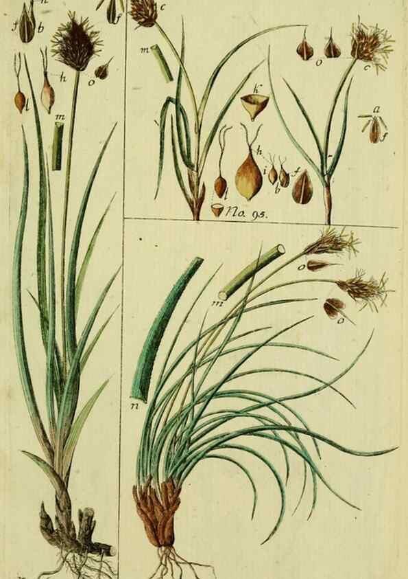 Reproducción/Reproduction 8288478180: Beschreibung und Abbildung der theils bekannten, theils noch nicht beschriebenen Arten von Riedgräsern,. Wittenberg,1801-1806.
