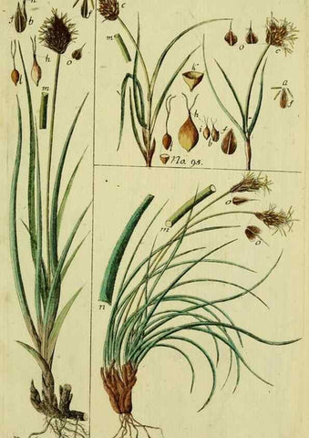 Reproducción/Reproduction 8288478180: Beschreibung und Abbildung der theils bekannten, theils noch nicht beschriebenen Arten von Riedgräsern,. Wittenberg,1801-1806.