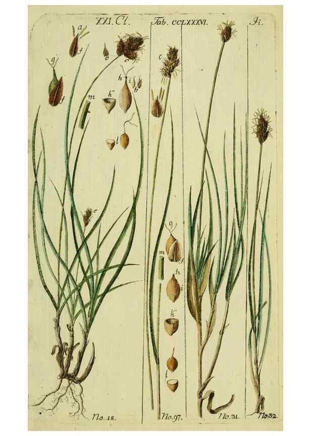 Reproducción/Reproduction 8287419509: Beschreibung und Abbildung der theils bekannten, theils noch nicht beschriebenen Arten von Riedgräsern,. Wittenberg,1801-1806.