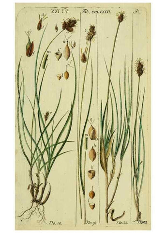 Reproducción/Reproduction 8287419509: Beschreibung und Abbildung der theils bekannten, theils noch nicht beschriebenen Arten von Riedgräsern,. Wittenberg,1801-1806.