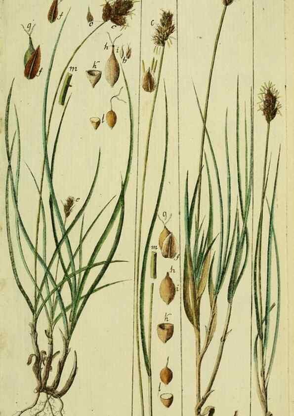 Reproducción/Reproduction 8287419509: Beschreibung und Abbildung der theils bekannten, theils noch nicht beschriebenen Arten von Riedgräsern,. Wittenberg,1801-1806.