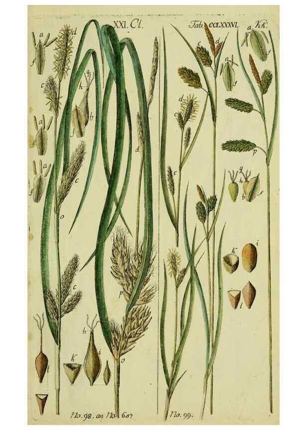 Reproducción/Reproduction 8288479756: Beschreibung und Abbildung der theils bekannten, theils noch nicht beschriebenen Arten von Riedgräsern,. Wittenberg,1801-1806.