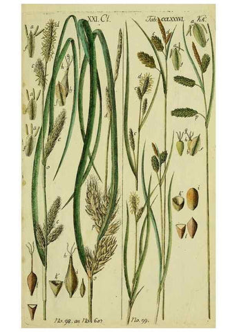 Reproducción/Reproduction 8288479756: Beschreibung und Abbildung der theils bekannten, theils noch nicht beschriebenen Arten von Riedgräsern,. Wittenberg,1801-1806.
