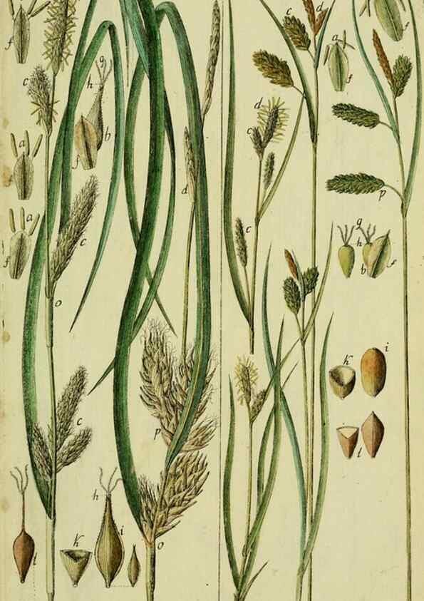 Reproducción/Reproduction 8288479756: Beschreibung und Abbildung der theils bekannten, theils noch nicht beschriebenen Arten von Riedgräsern,. Wittenberg,1801-1806.