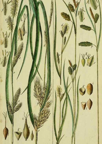 Reproducción/Reproduction 8288479756: Beschreibung und Abbildung der theils bekannten, theils noch nicht beschriebenen Arten von Riedgräsern,. Wittenberg,1801-1806.