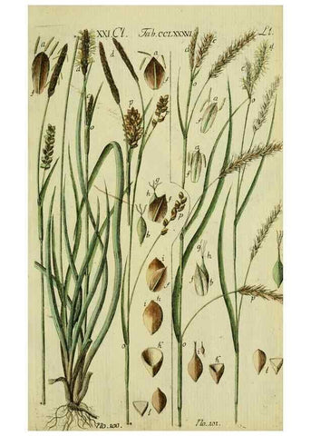 Reproducción/Reproduction 8288480774: Beschreibung und Abbildung der theils bekannten, theils noch nicht beschriebenen Arten von Riedgräsern,. Wittenberg,1801-1806.