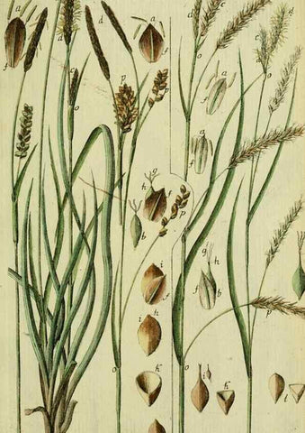 Reproducción/Reproduction 8288480774: Beschreibung und Abbildung der theils bekannten, theils noch nicht beschriebenen Arten von Riedgräsern,. Wittenberg,1801-1806.
