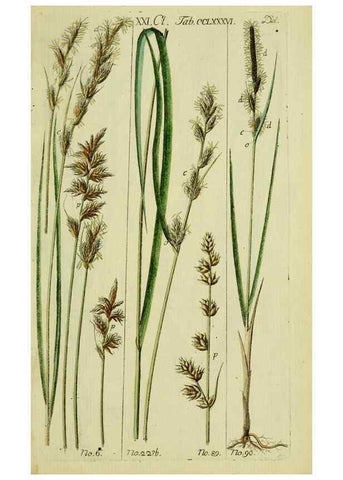 Reproducción/Reproduction 8288474290: Beschreibung und Abbildung der theils bekannten, theils noch nicht beschriebenen Arten von Riedgräsern,. Wittenberg,1801-1806.