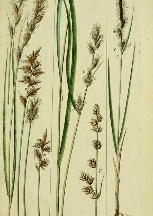 Reproducción/Reproduction 8288474290: Beschreibung und Abbildung der theils bekannten, theils noch nicht beschriebenen Arten von Riedgräsern,. Wittenberg,1801-1806.