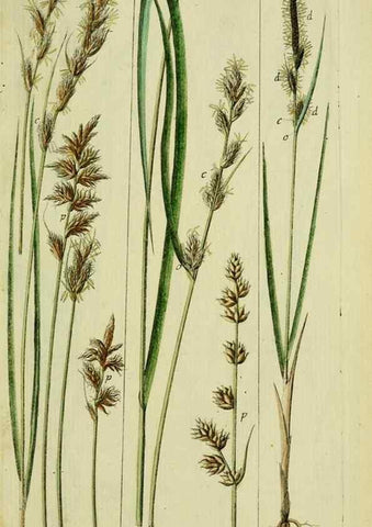 Reproducción/Reproduction 8288474290: Beschreibung und Abbildung der theils bekannten, theils noch nicht beschriebenen Arten von Riedgräsern,. Wittenberg,1801-1806.