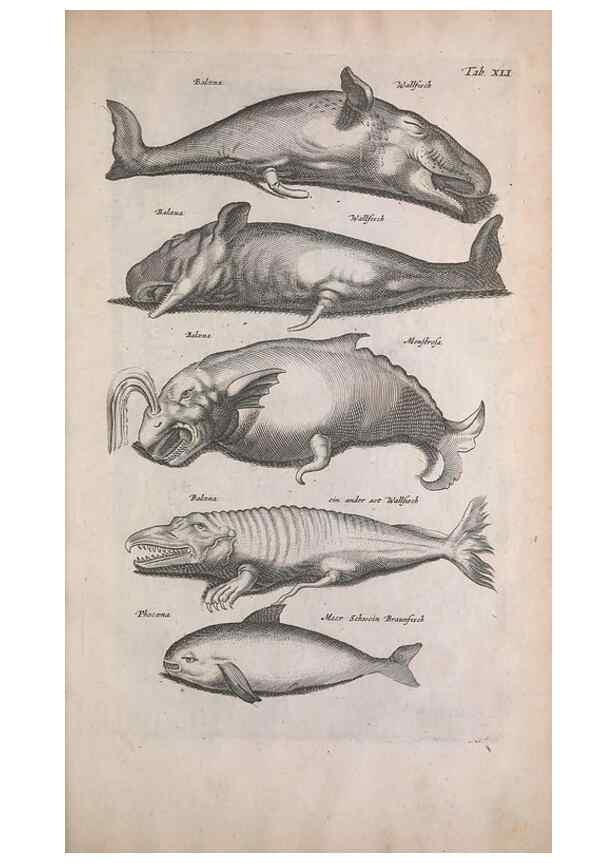 Reproducción/Reproduction 8265042200: Historiae naturalis de quadrupedibus libri :. Amstelodami :Apud Ioannem Iacobi Fil. Schipper,MDCLVII [1657]