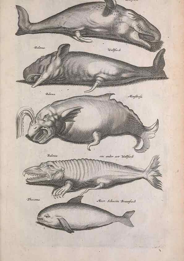 Reproducción/Reproduction 8265042200: Historiae naturalis de quadrupedibus libri :. Amstelodami :Apud Ioannem Iacobi Fil. Schipper,MDCLVII [1657]