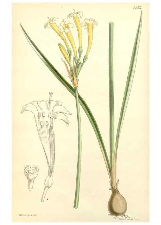 Reproducción/Reproduction 8271543219: Curtis's botanical magazine.. London ;New York [etc.] :Academic Press [etc.]