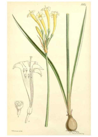 Reproducción/Reproduction 8271543219: Curtis's botanical magazine.. London ;New York [etc.] :Academic Press [etc.]