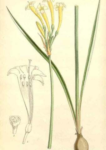 Reproducción/Reproduction 8271543219: Curtis's botanical magazine.. London ;New York [etc.] :Academic Press [etc.]